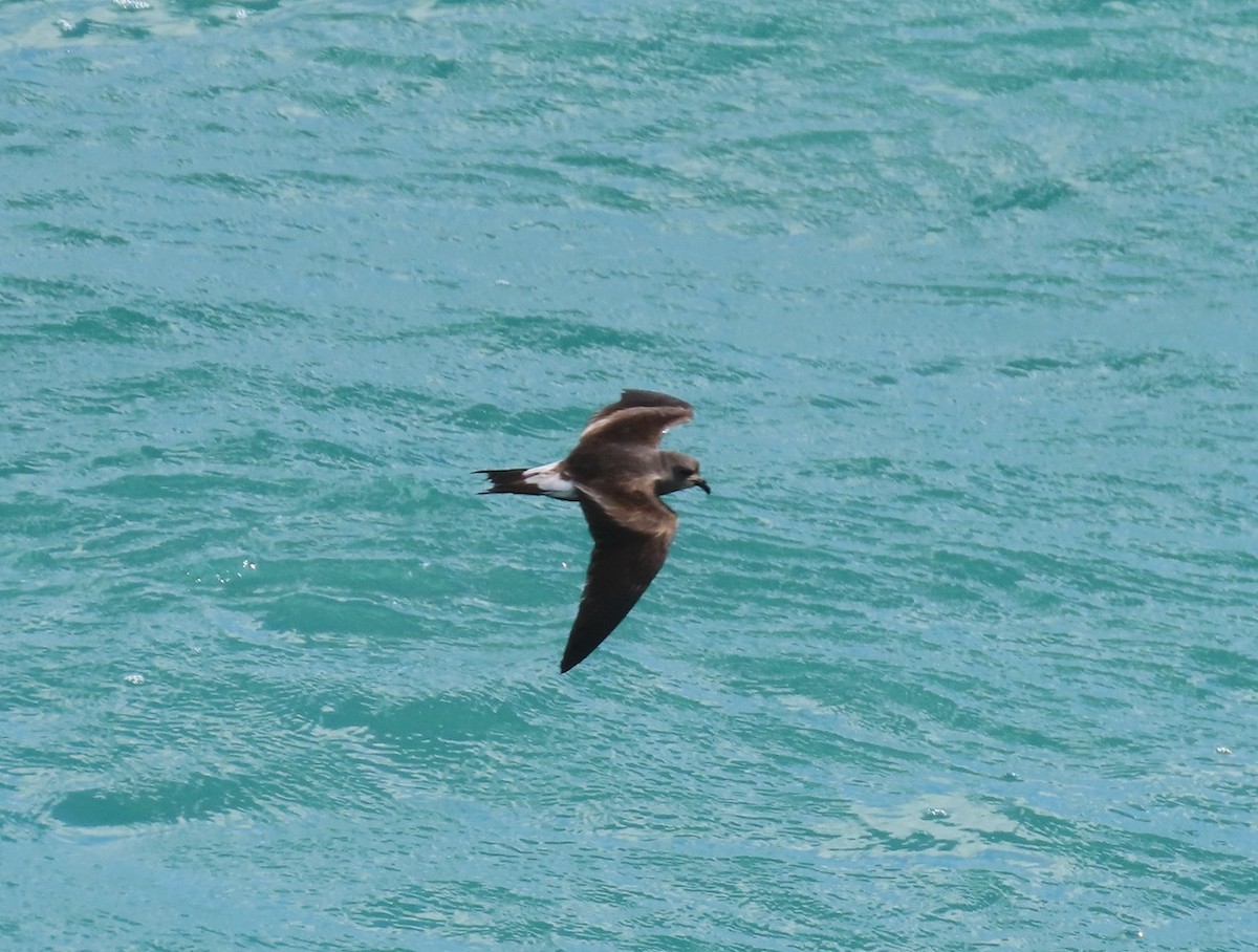 Leach's Storm-Petrel - ML620642275