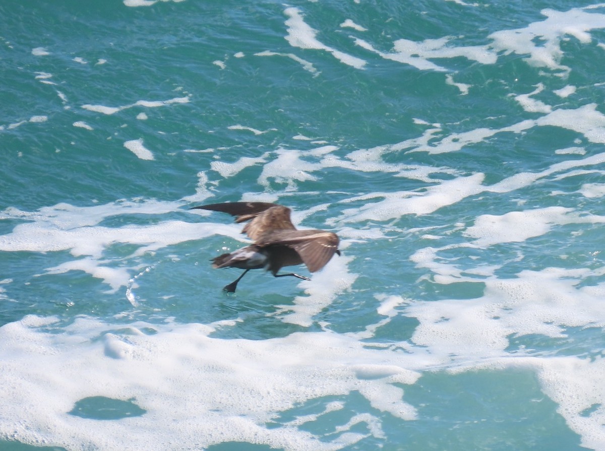 Leach's Storm-Petrel - ML620642278