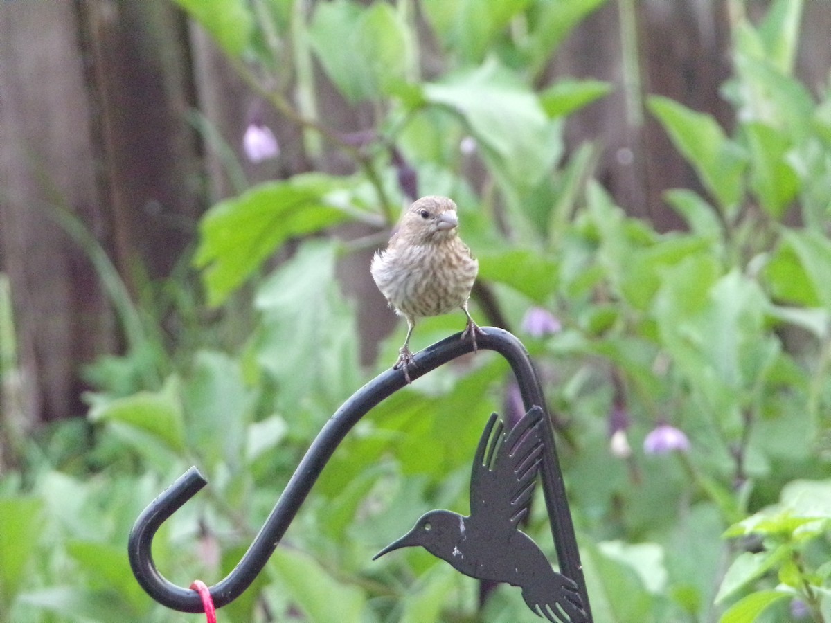 House Finch - ML620642279