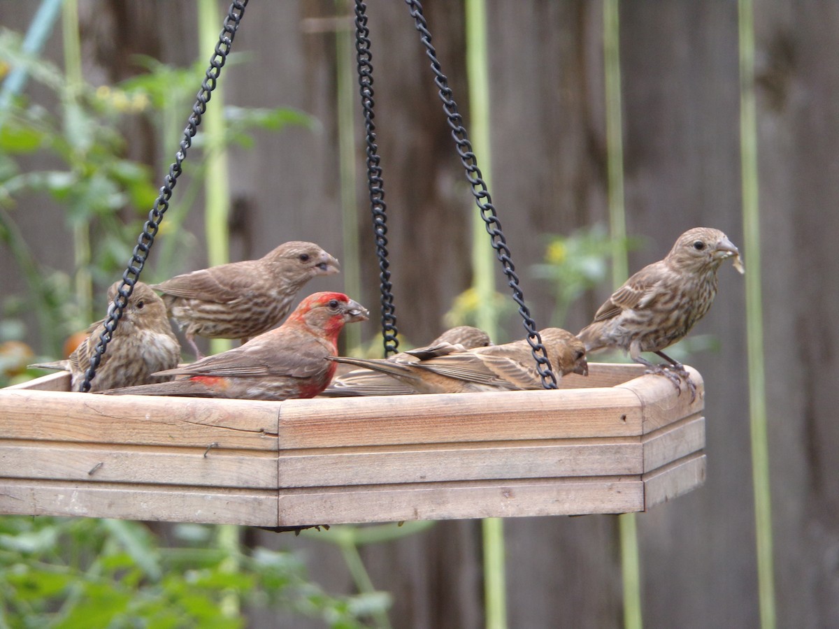 House Finch - ML620642280