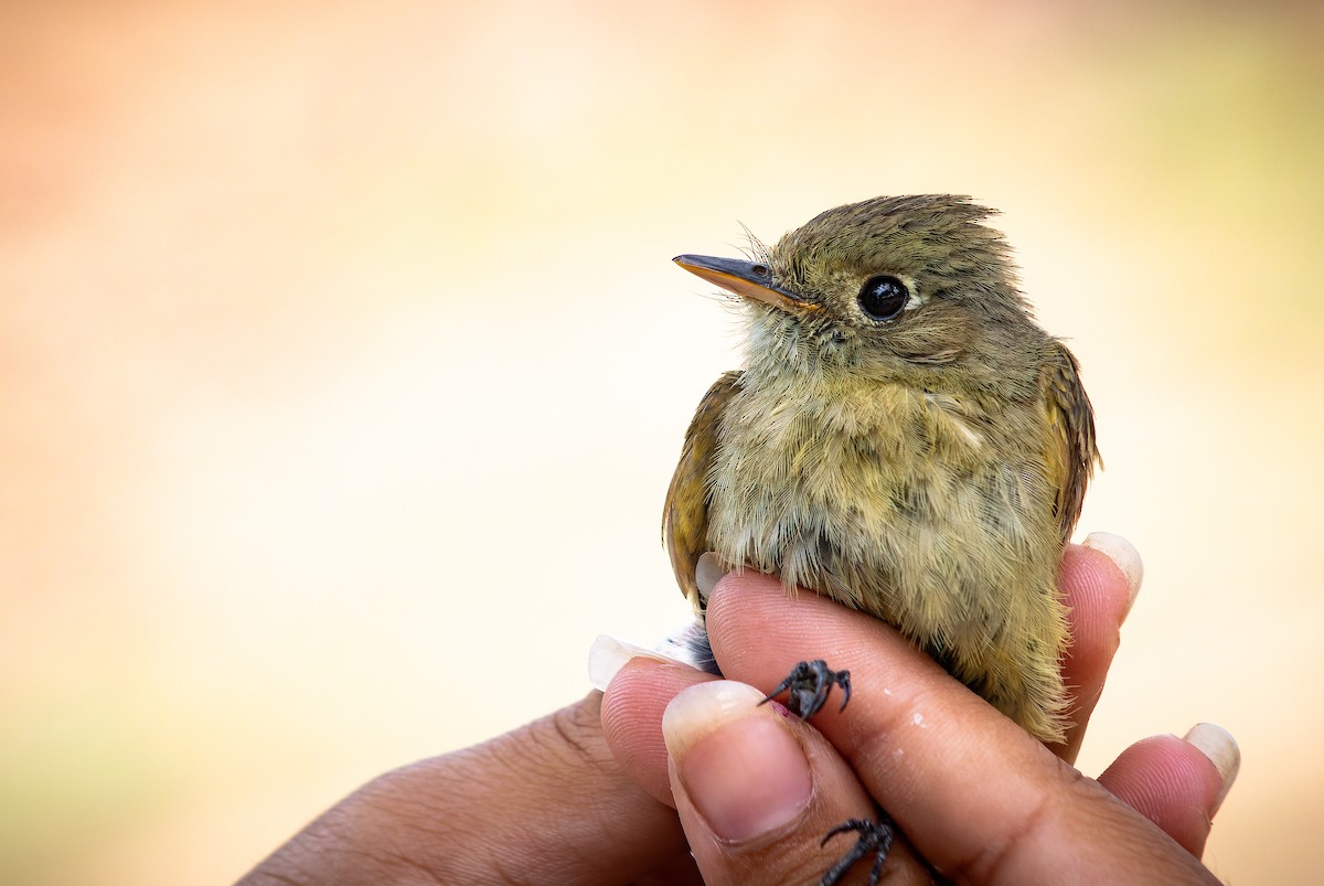 Western Flycatcher - ML620642282