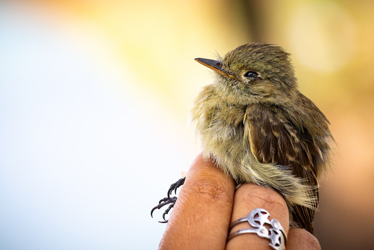 Western Flycatcher - ML620642283