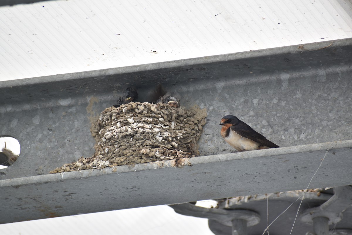 Barn Swallow - ML620642287