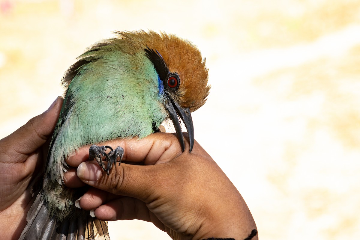 Russet-crowned Motmot - ML620642291