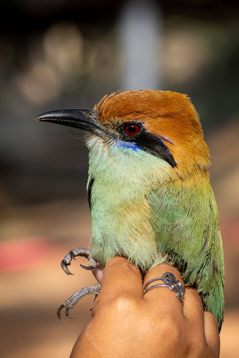 Motmot à tête rousse - ML620642293