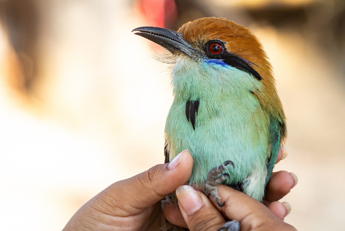 Russet-crowned Motmot - ML620642294