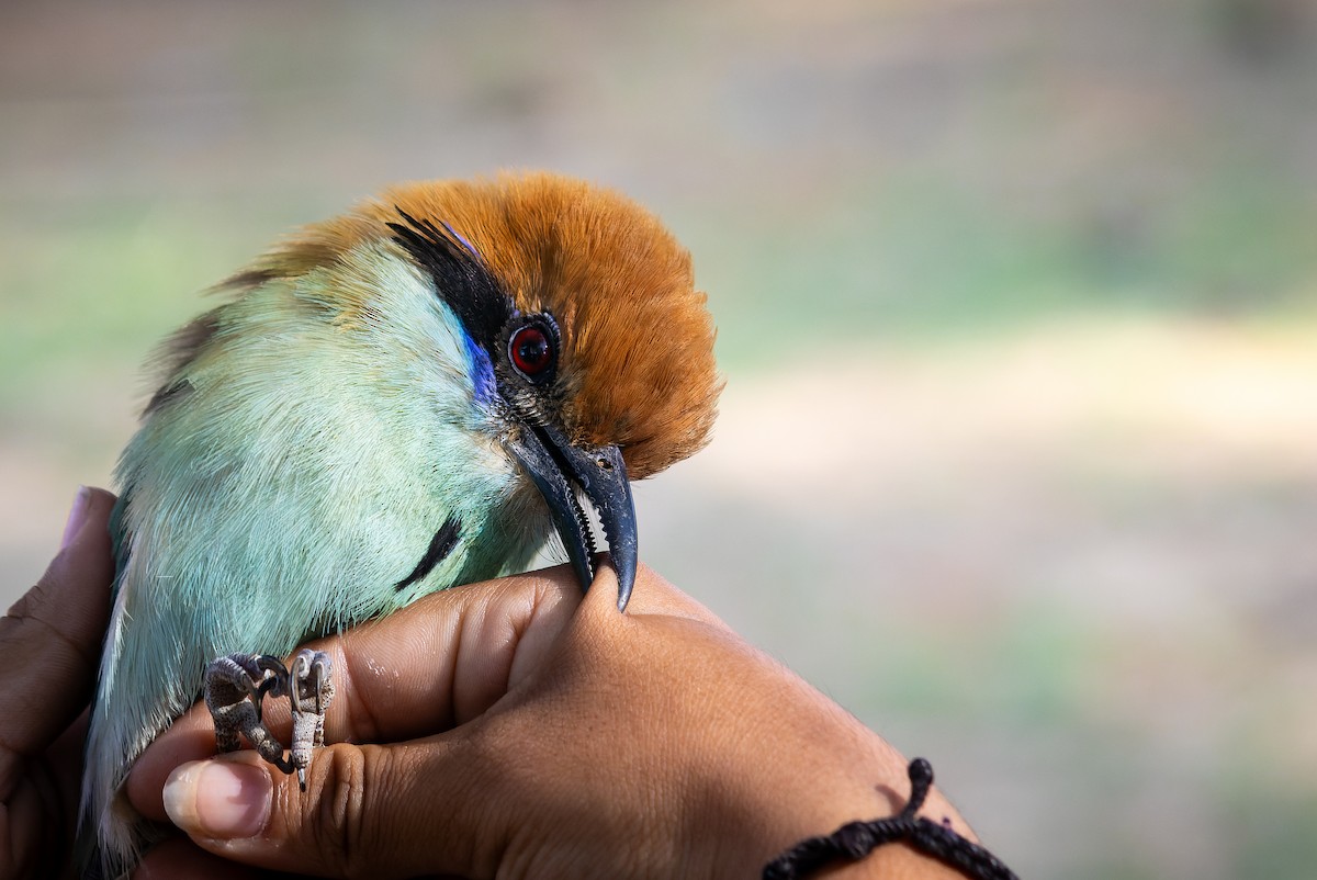 Russet-crowned Motmot - ML620642295