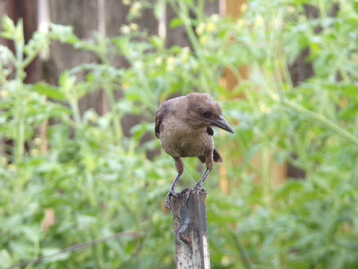 Common Grackle - ML620642297