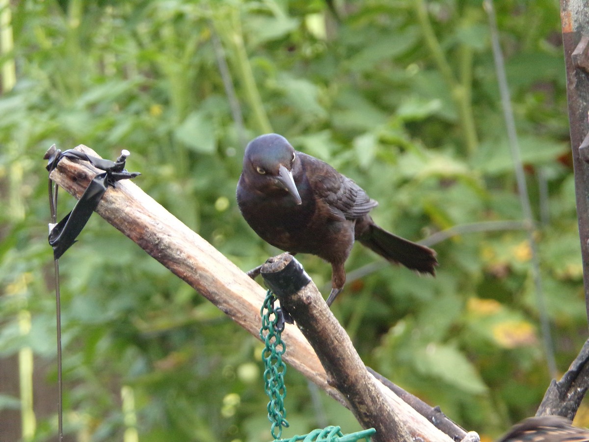 Common Grackle - Texas Bird Family