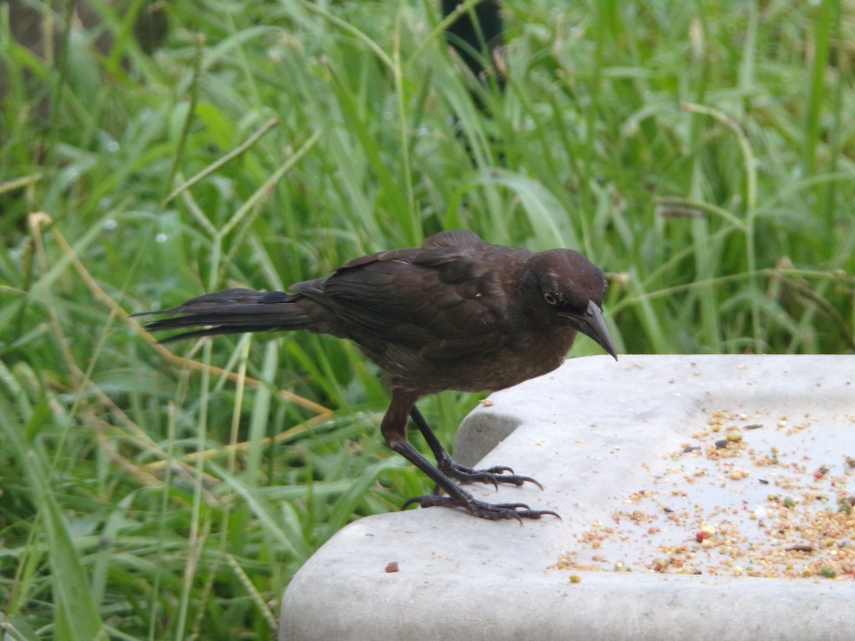 Common Grackle - ML620642299