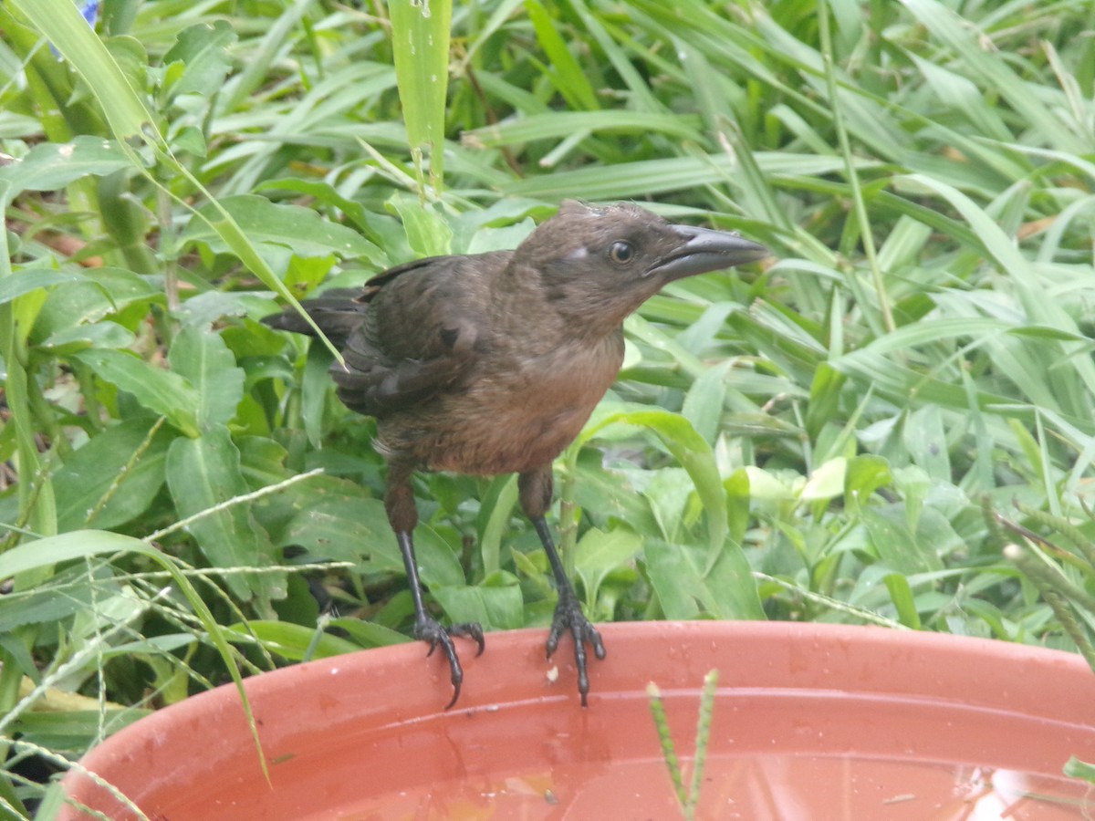 Common Grackle - Texas Bird Family