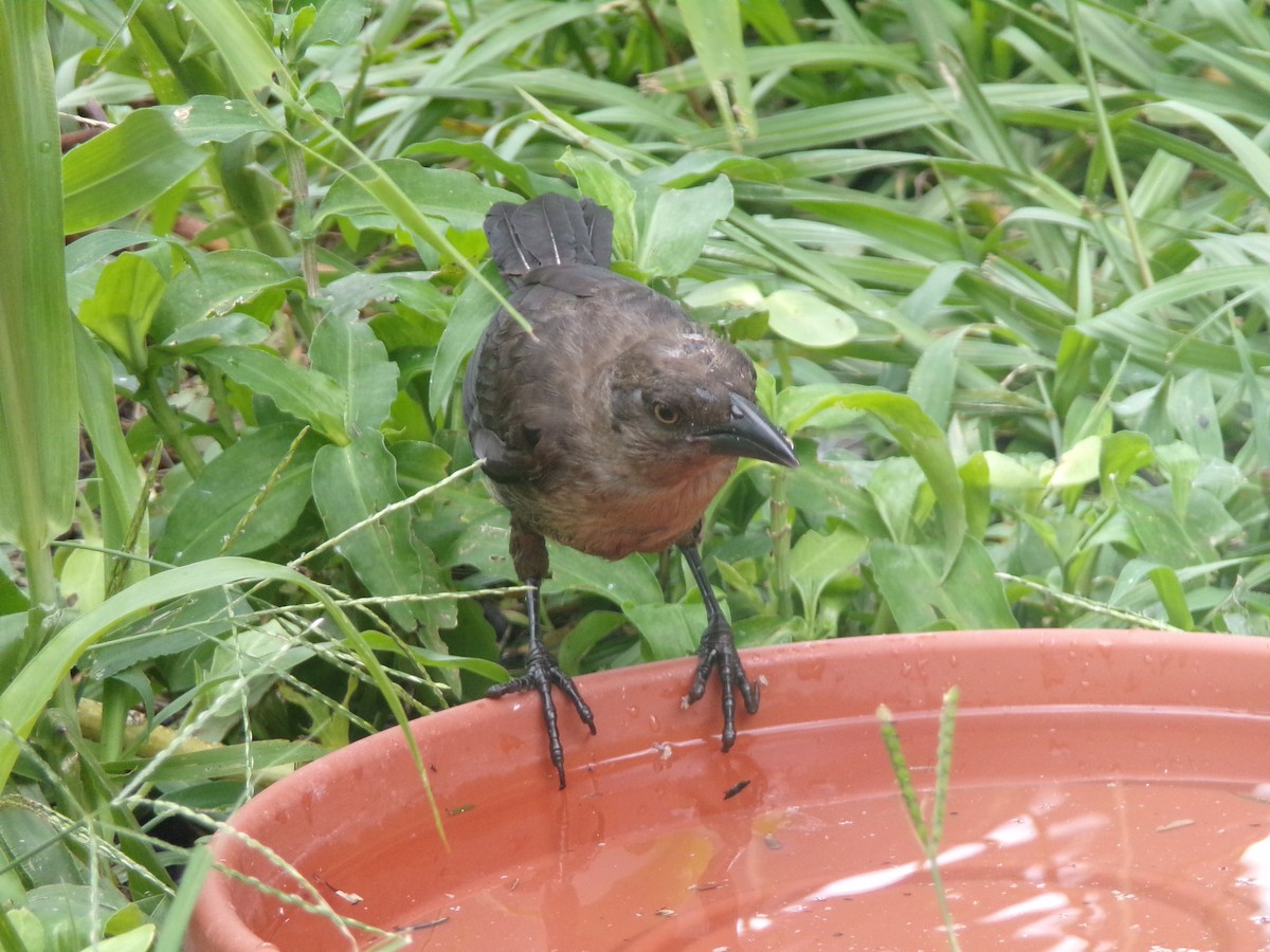 Common Grackle - ML620642303