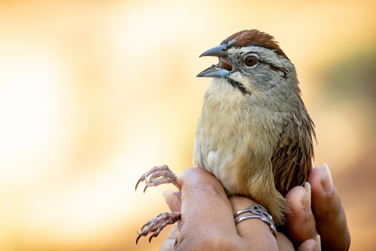 Rusty Sparrow - ML620642307