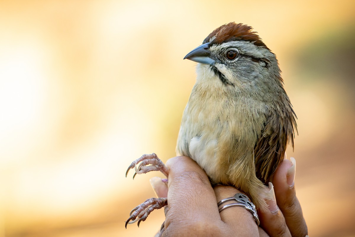 Rusty Sparrow - Efrain Octavio Aguilar Pérez