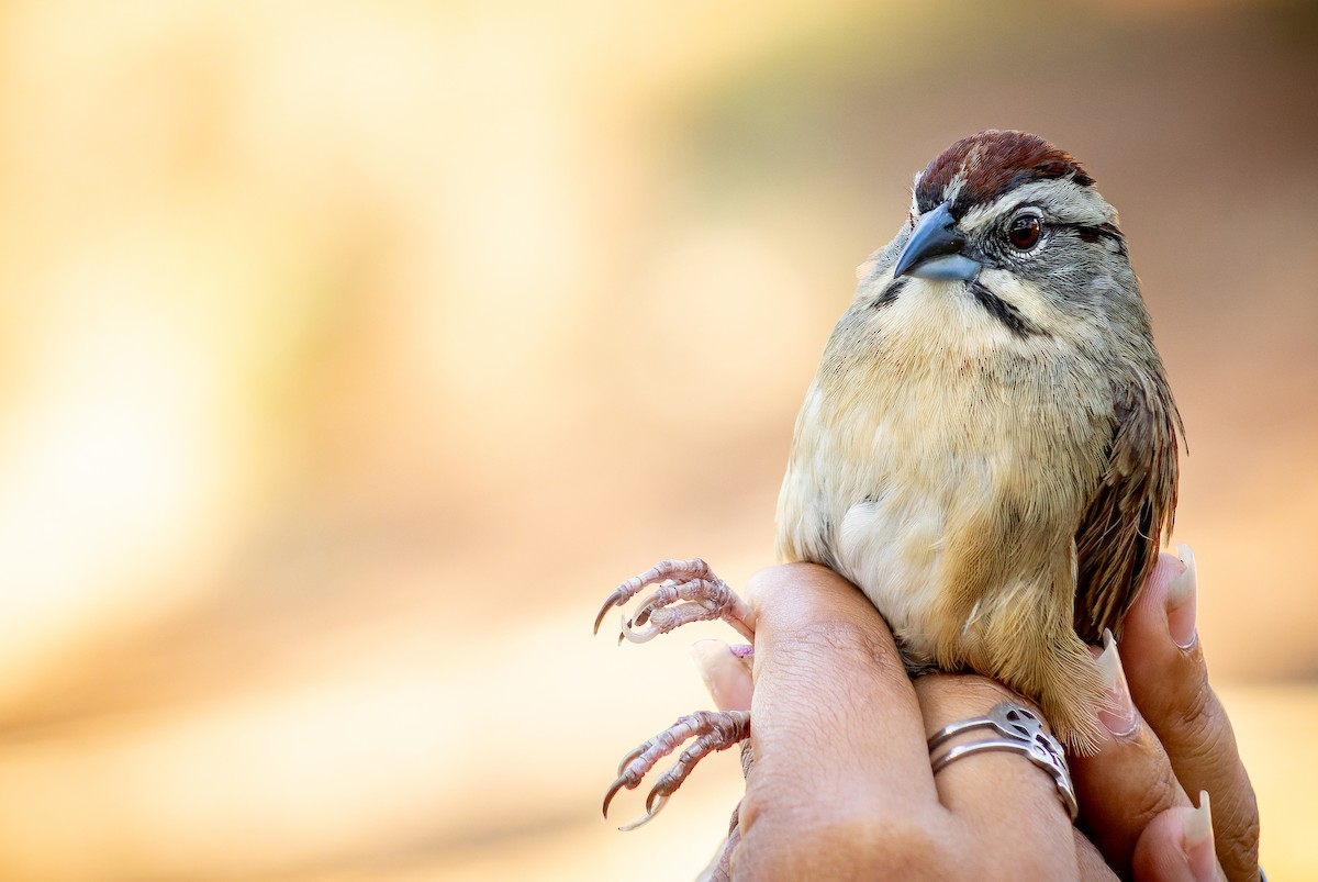 Rusty Sparrow - ML620642310