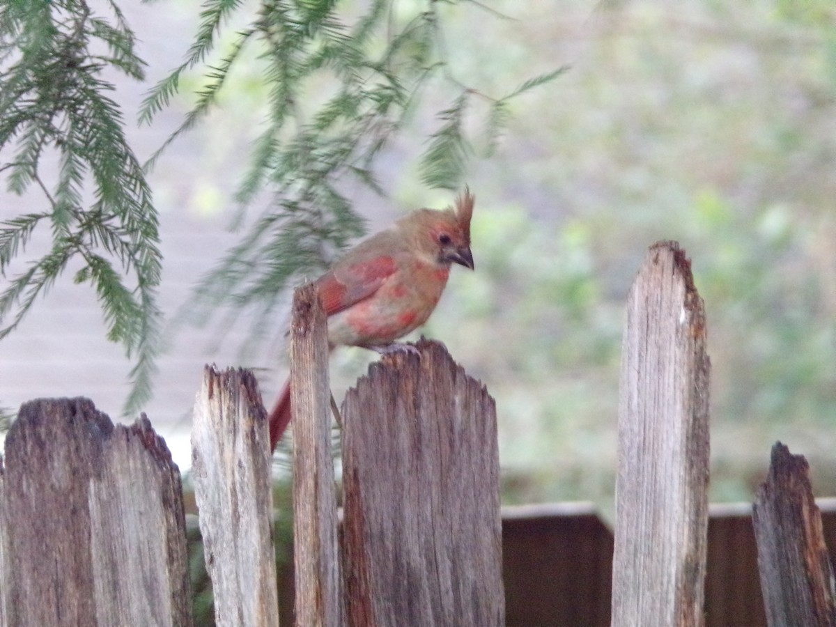 Cardinal rouge - ML620642312