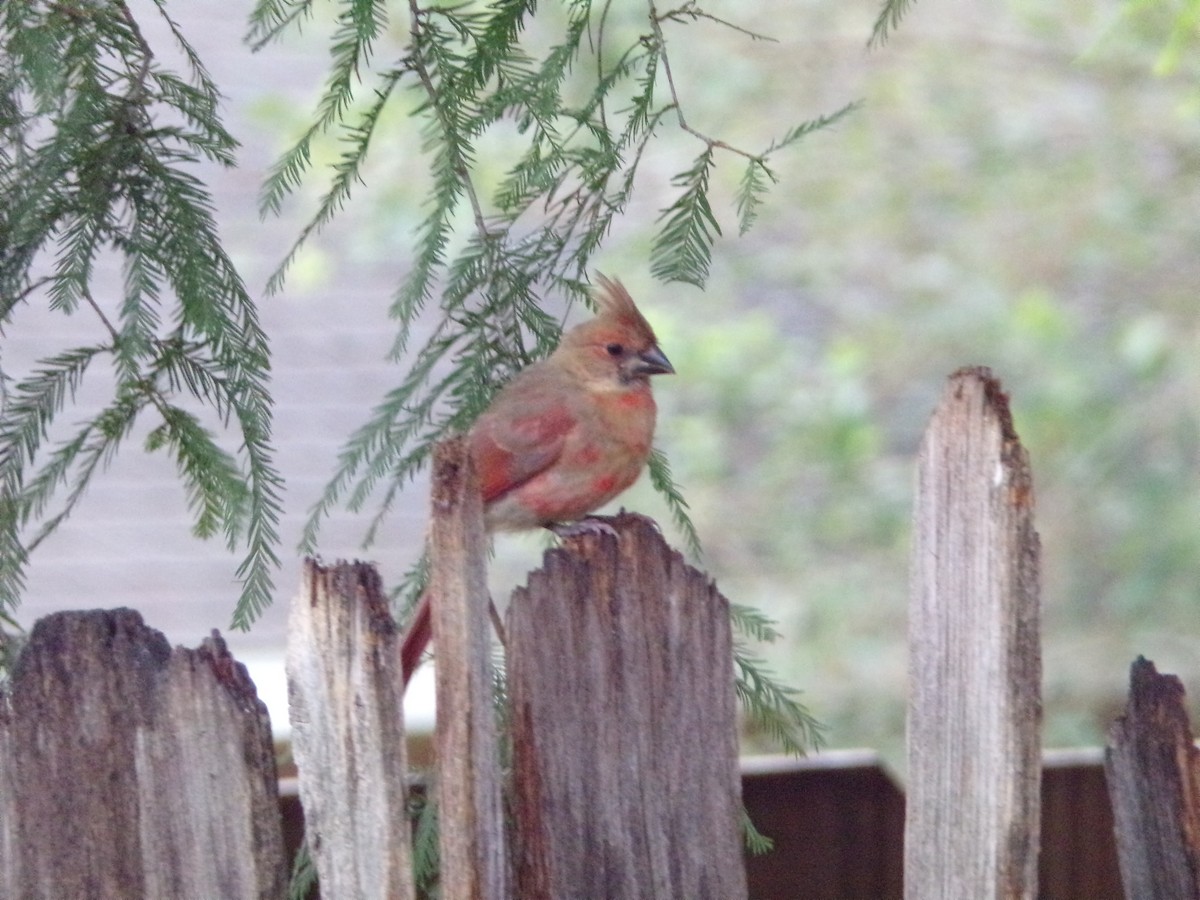 Northern Cardinal - Texas Bird Family
