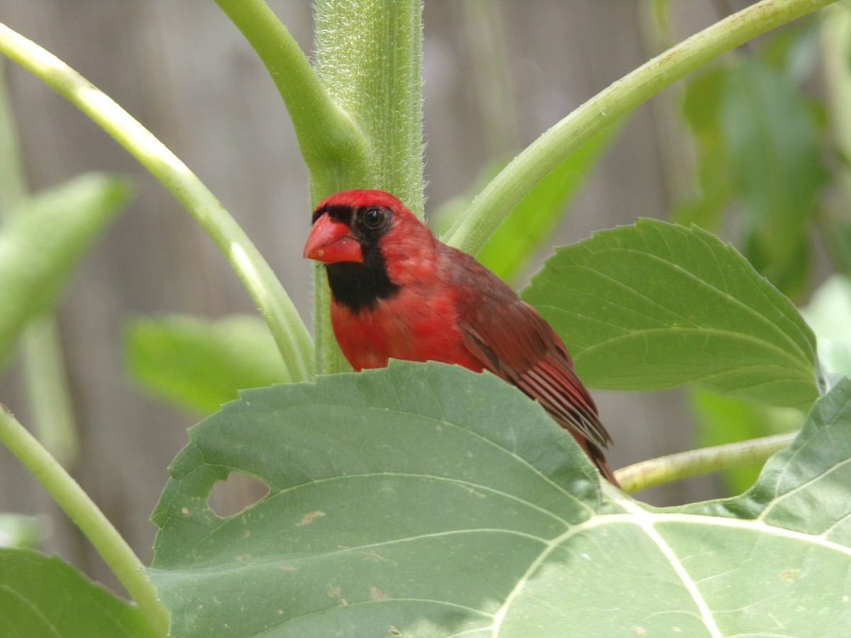 Northern Cardinal - Texas Bird Family