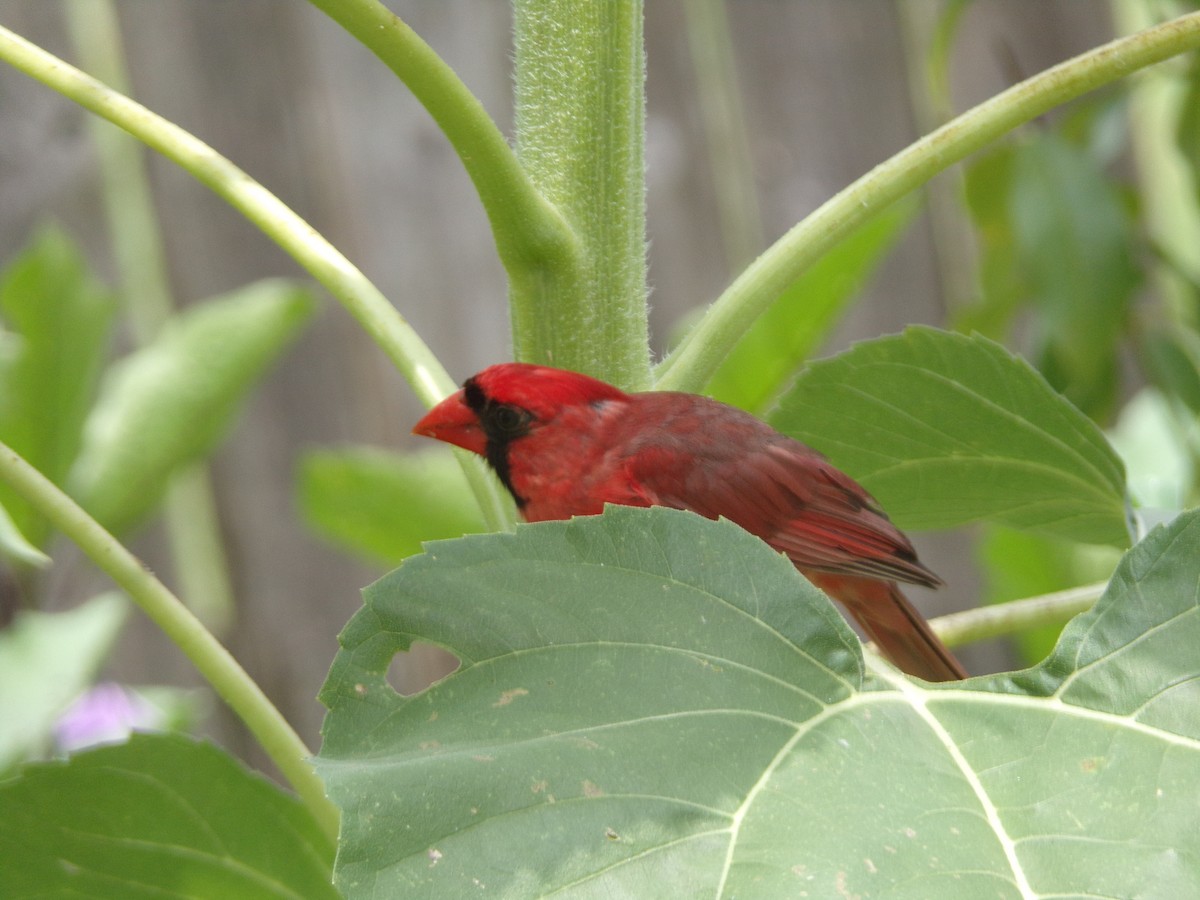 Cardinal rouge - ML620642315