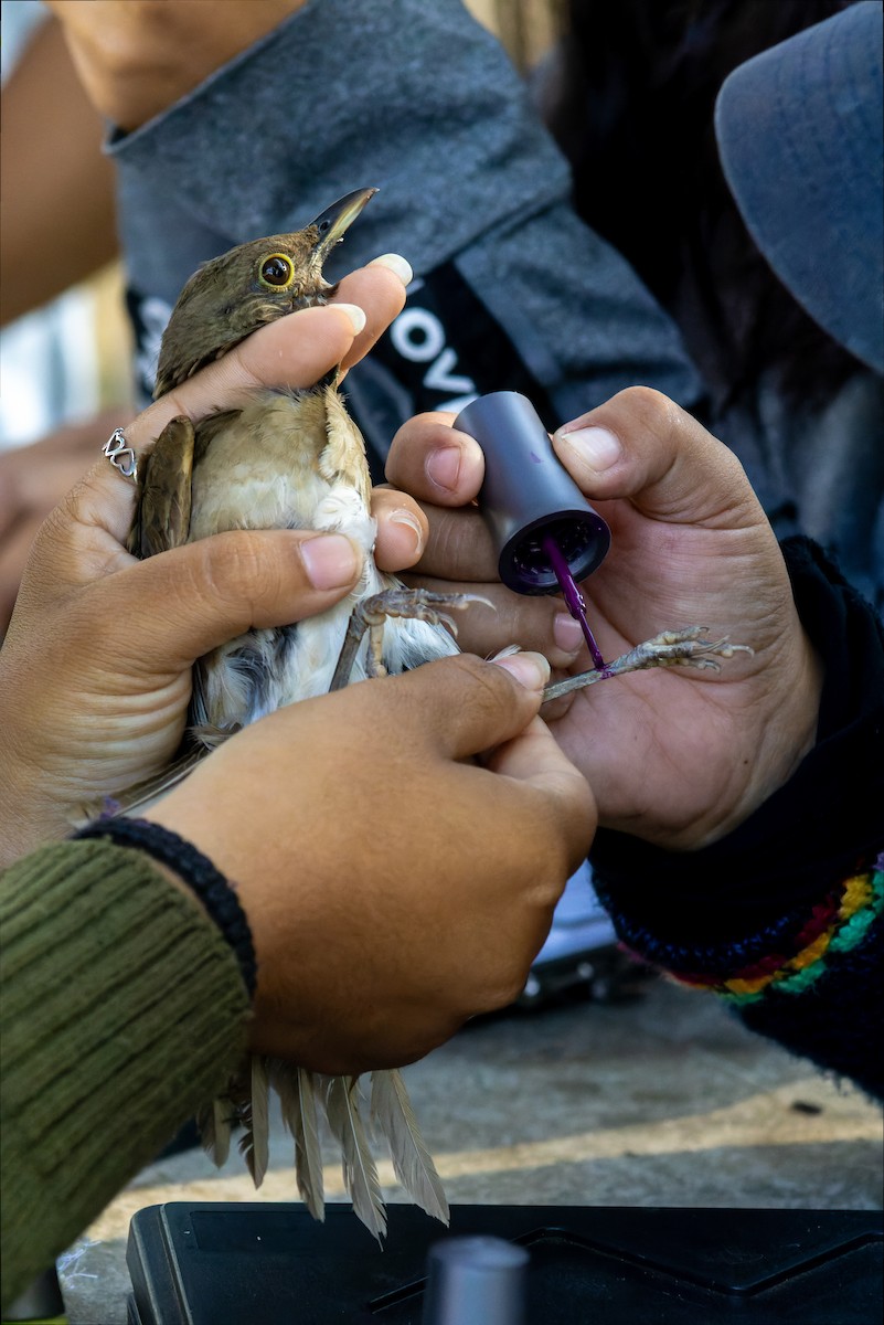 White-throated Thrush - ML620642318