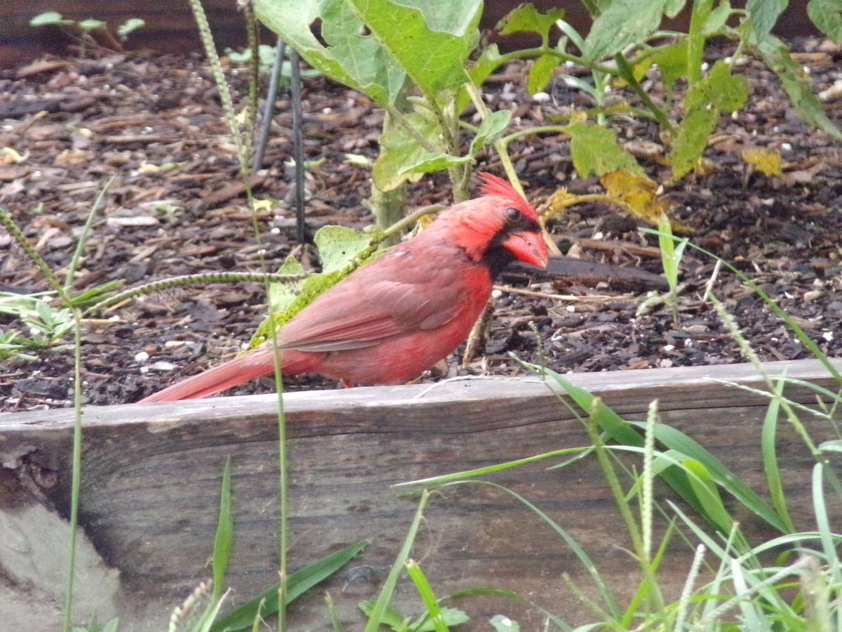 Cardinal rouge - ML620642319