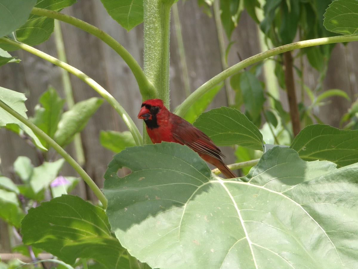 Cardinal rouge - ML620642320