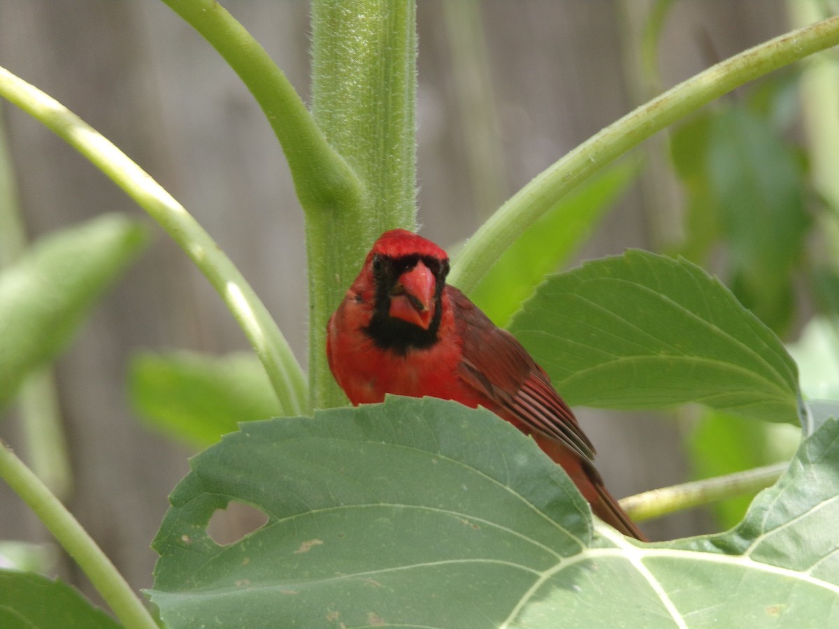 Cardinal rouge - ML620642321