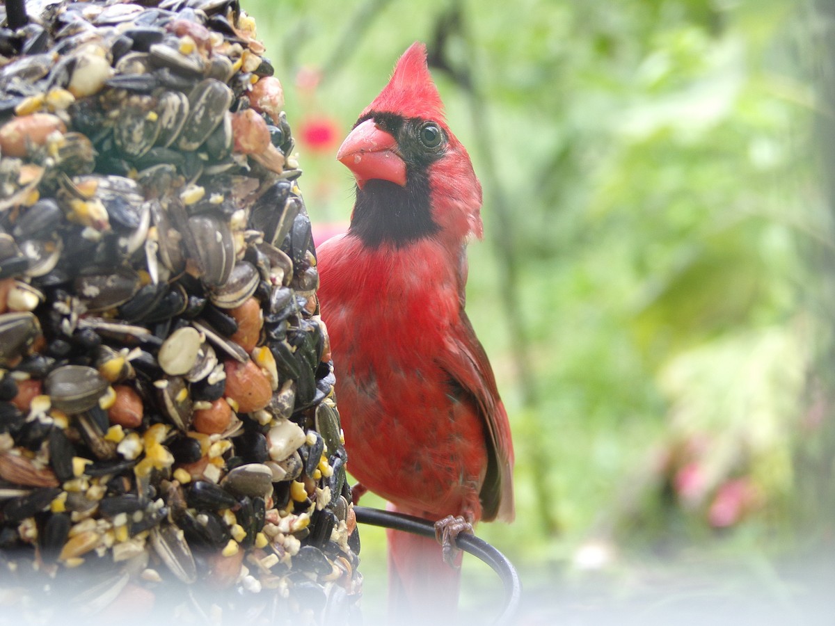 Northern Cardinal - ML620642323