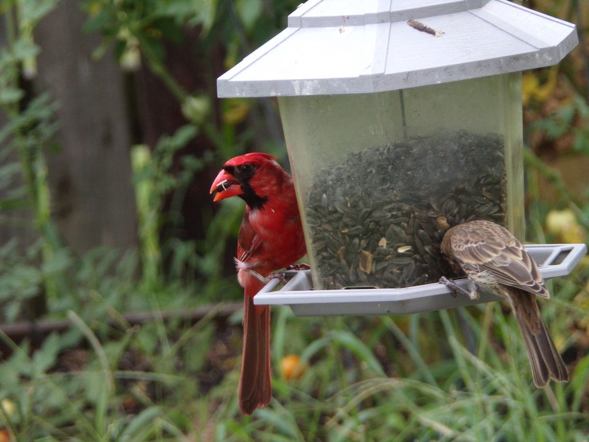 Northern Cardinal - ML620642324