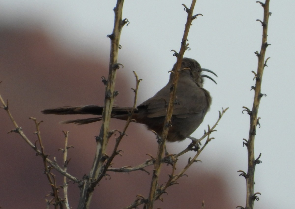 Crissal Thrasher - ML620642325