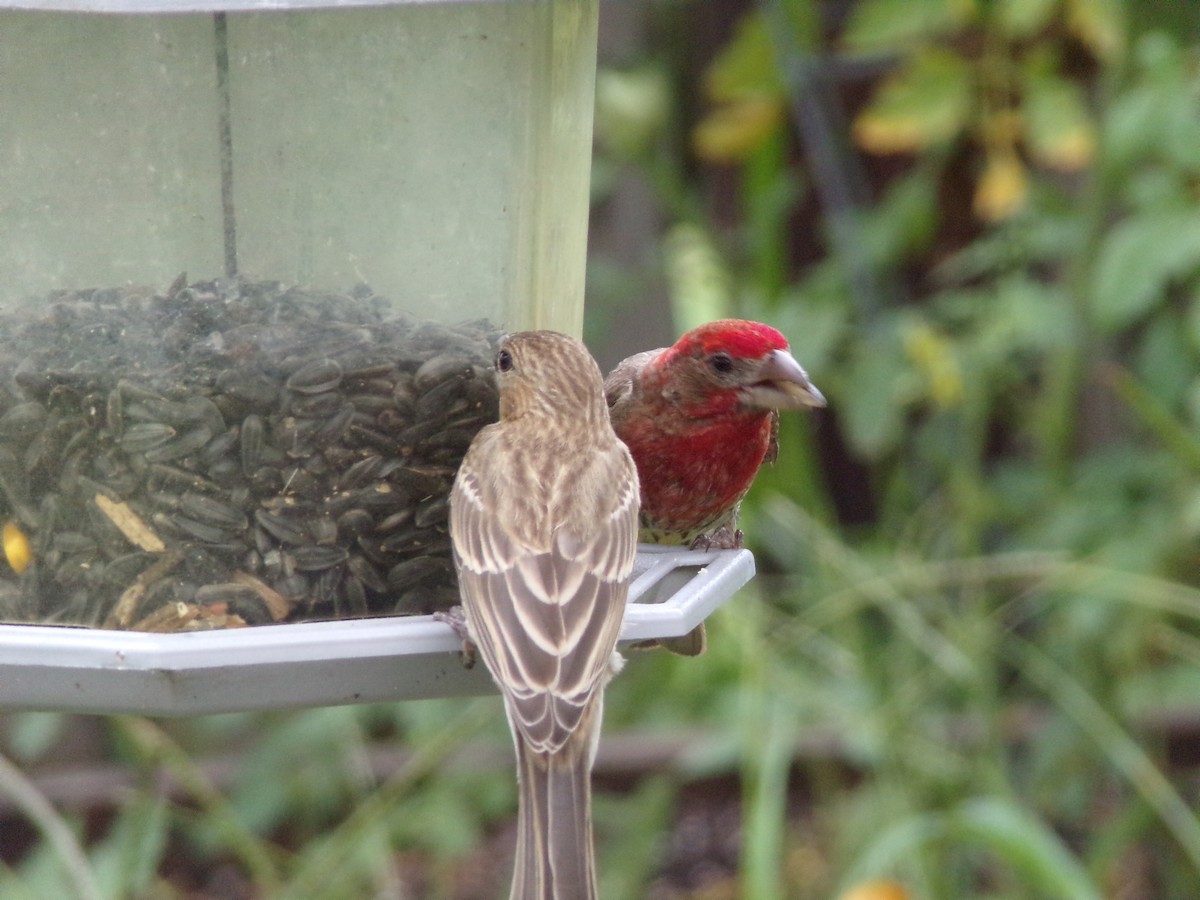 House Finch - ML620642331