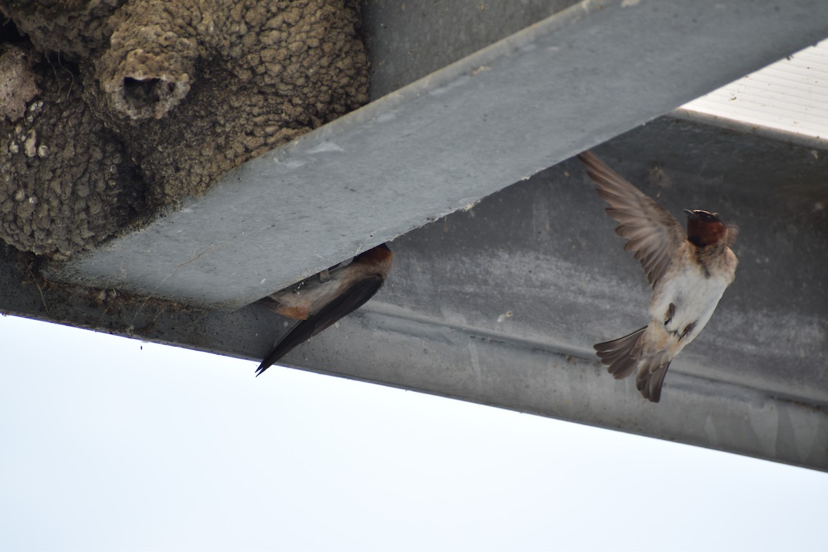 Cliff Swallow - ML620642332