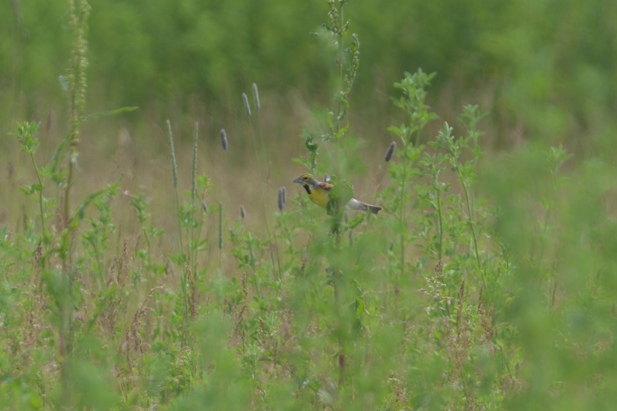 Dickcissel - ML620642333