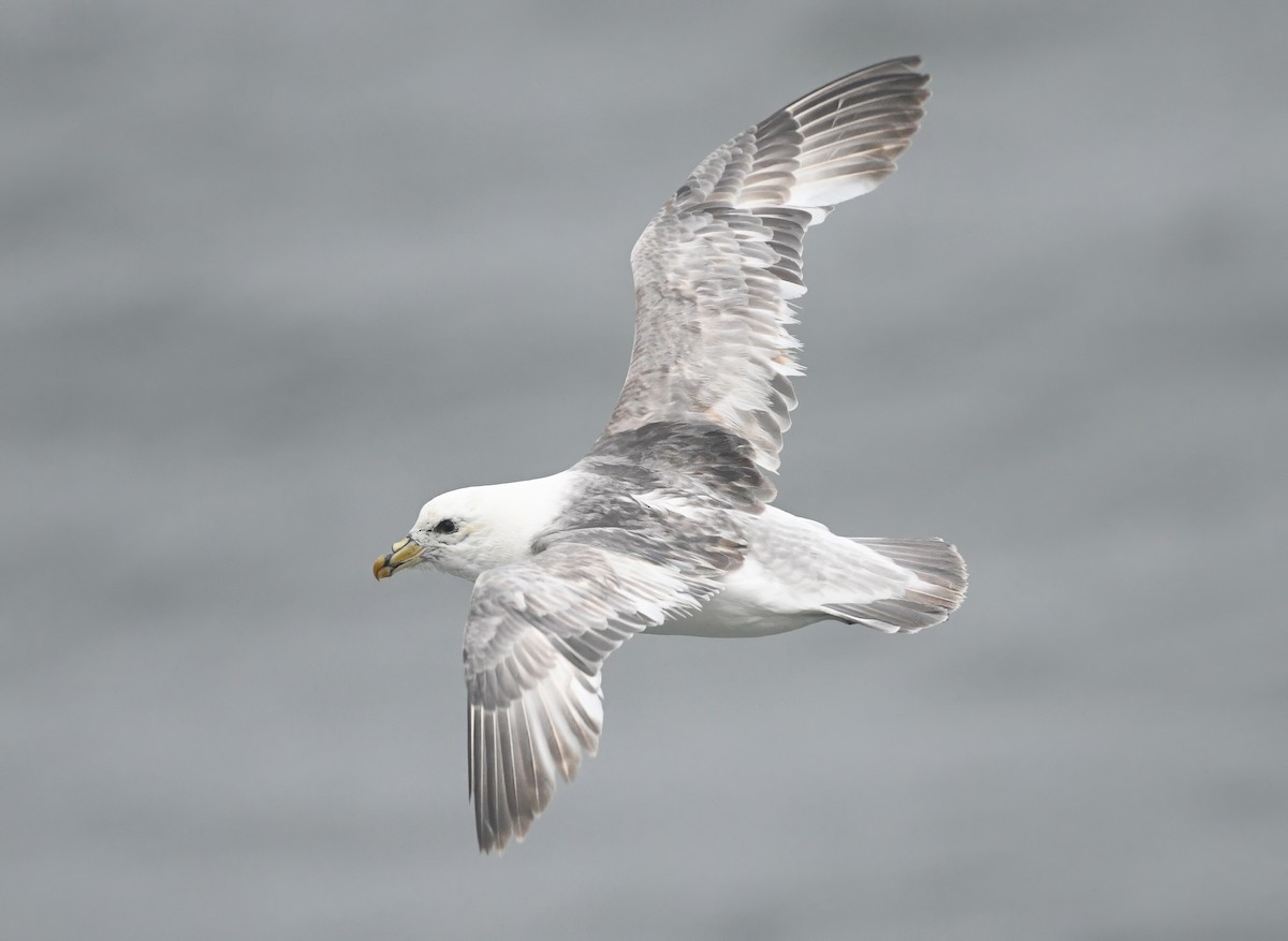 Fulmar boréal - ML620642336