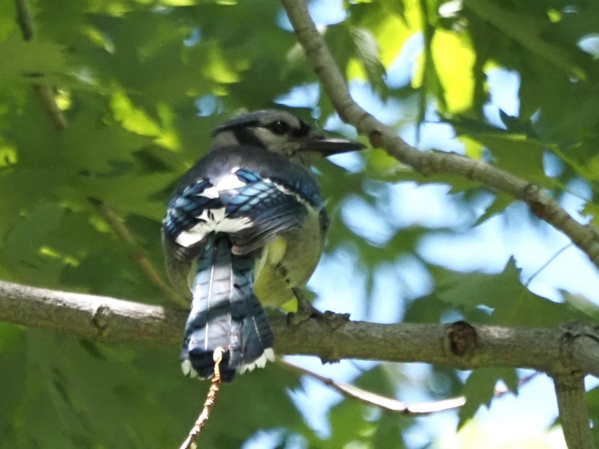 Blue Jay - ML620642339