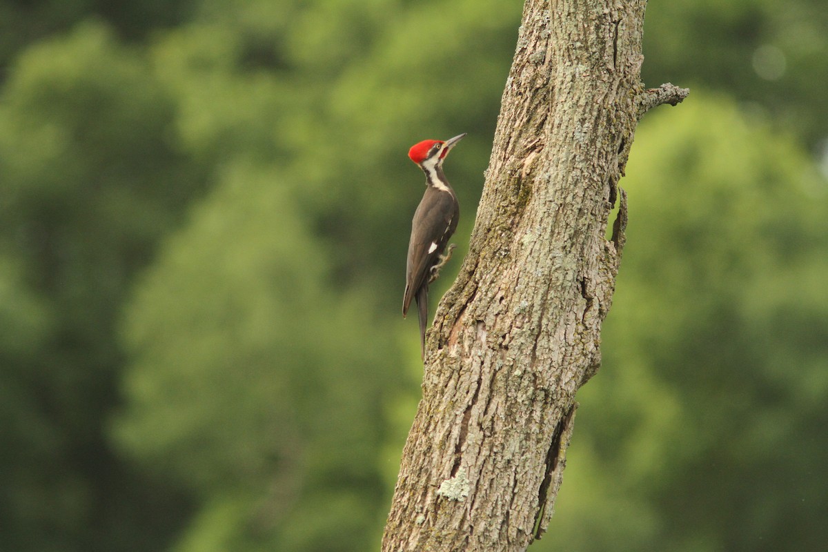 Pileated Woodpecker - ML620642340