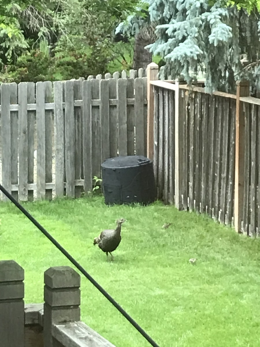 Wild Turkey - ML620642345