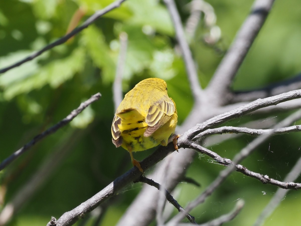 Yellow Warbler - ML620642348