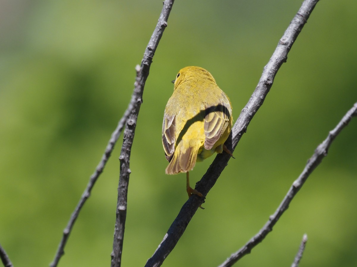 Yellow Warbler - ML620642349