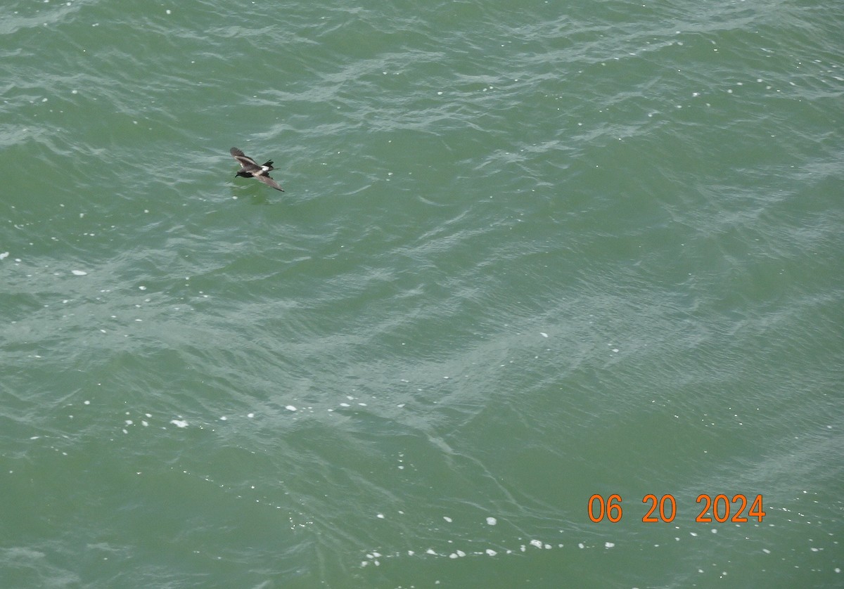 Leach's Storm-Petrel - ML620642351