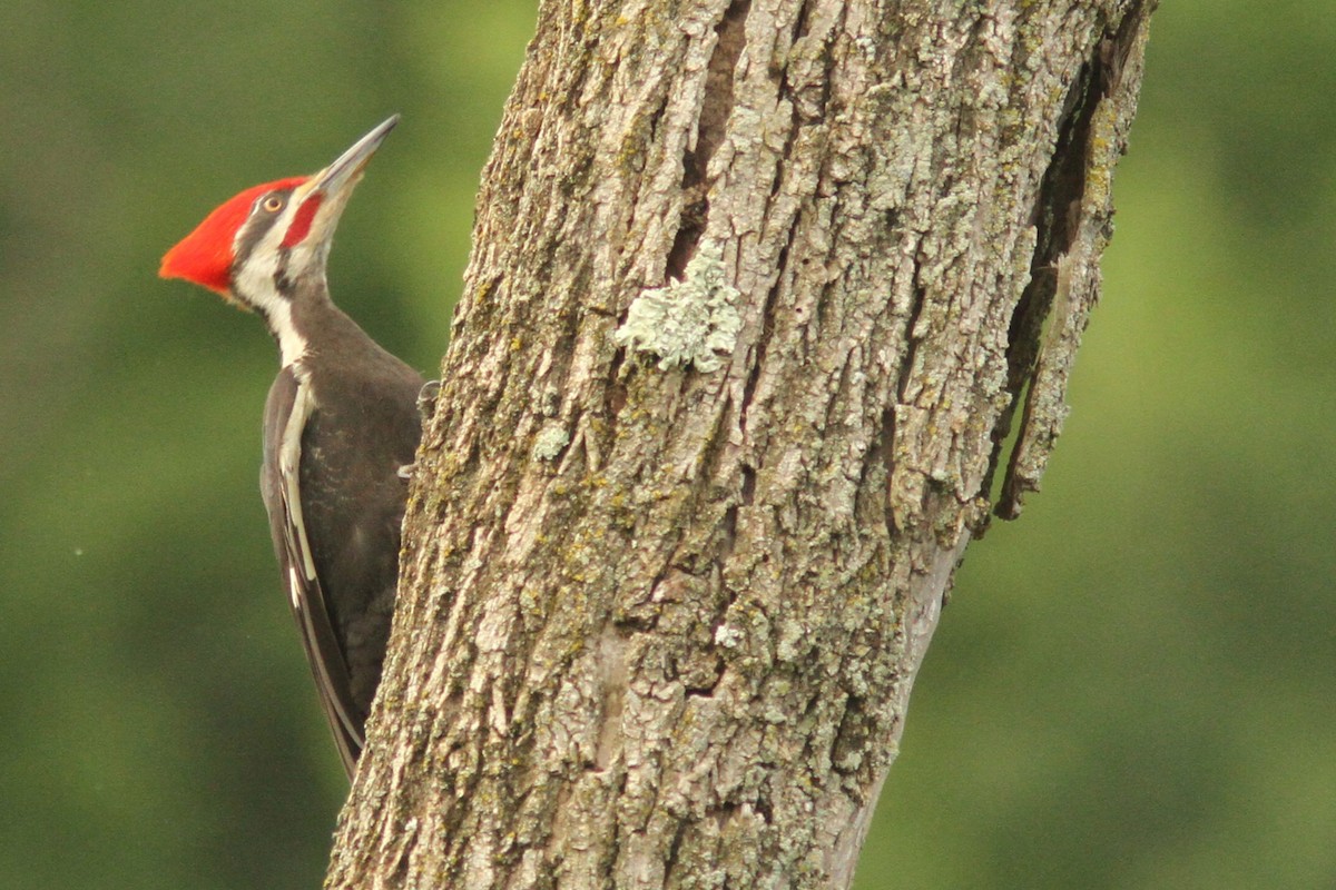 Pileated Woodpecker - ML620642352