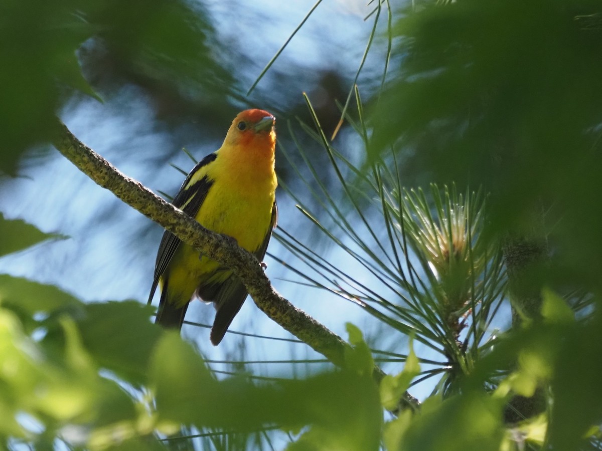 Western Tanager - ML620642353