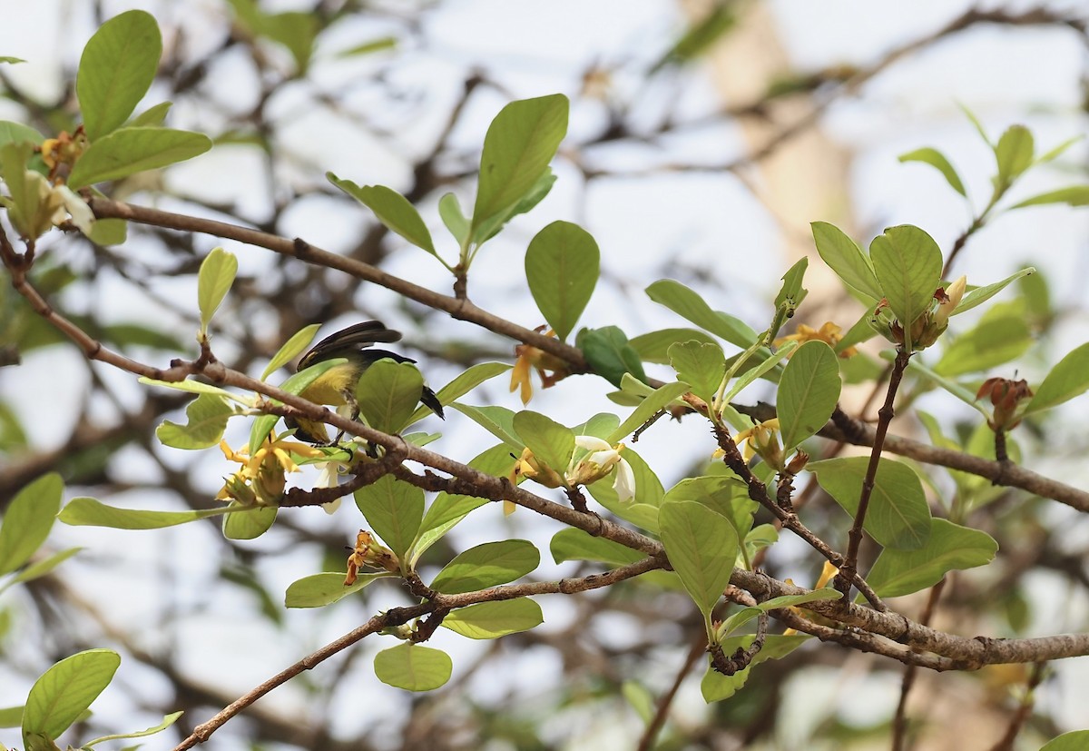 Ornate Sunbird - ML620642354