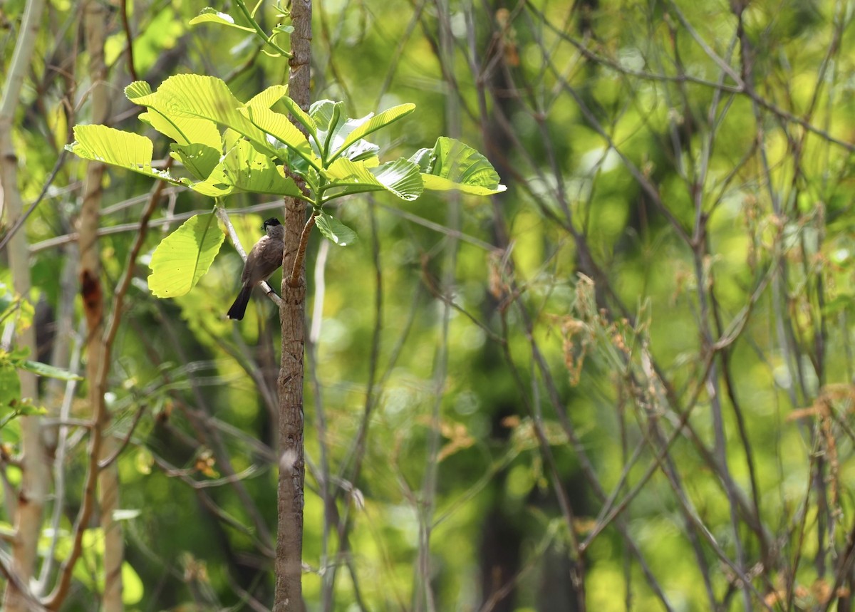 Bulbul Ventridorado - ML620642356