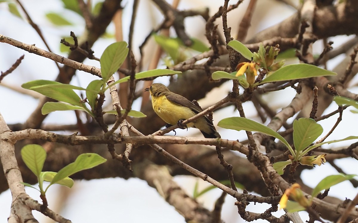 黃腹花蜜鳥 - ML620642357