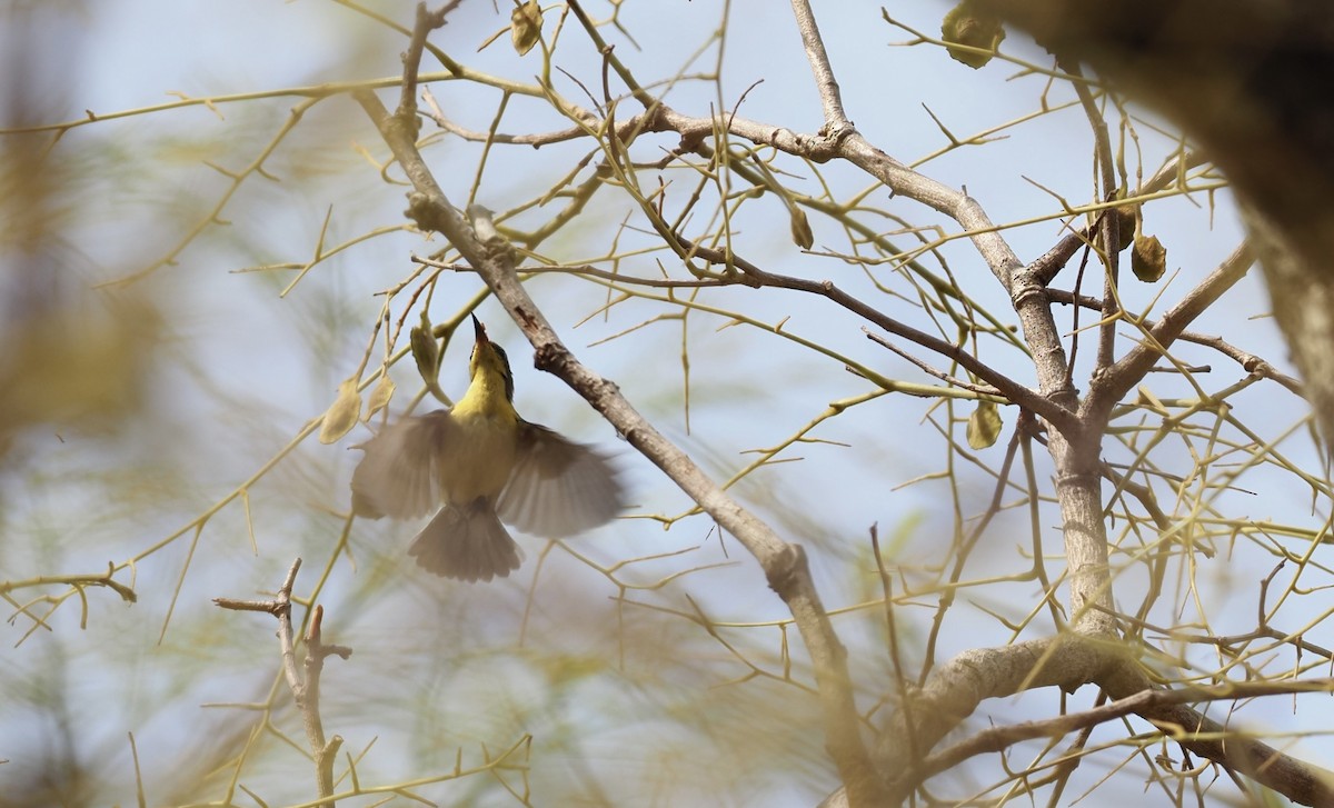 黃腹花蜜鳥 - ML620642358