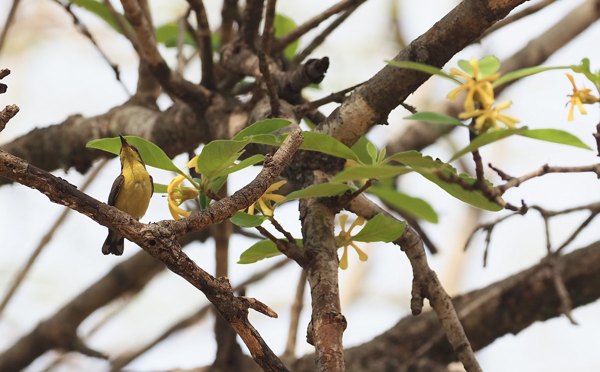 Ornate Sunbird - ML620642359