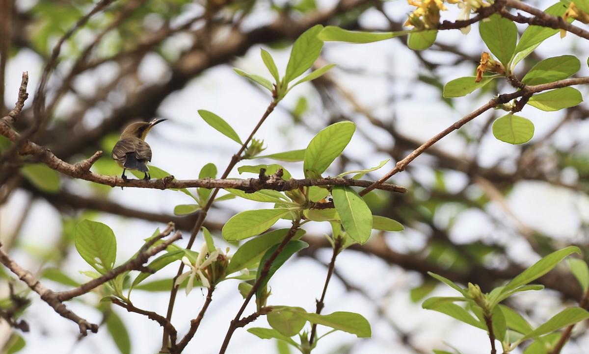 Ornate Sunbird - ML620642361