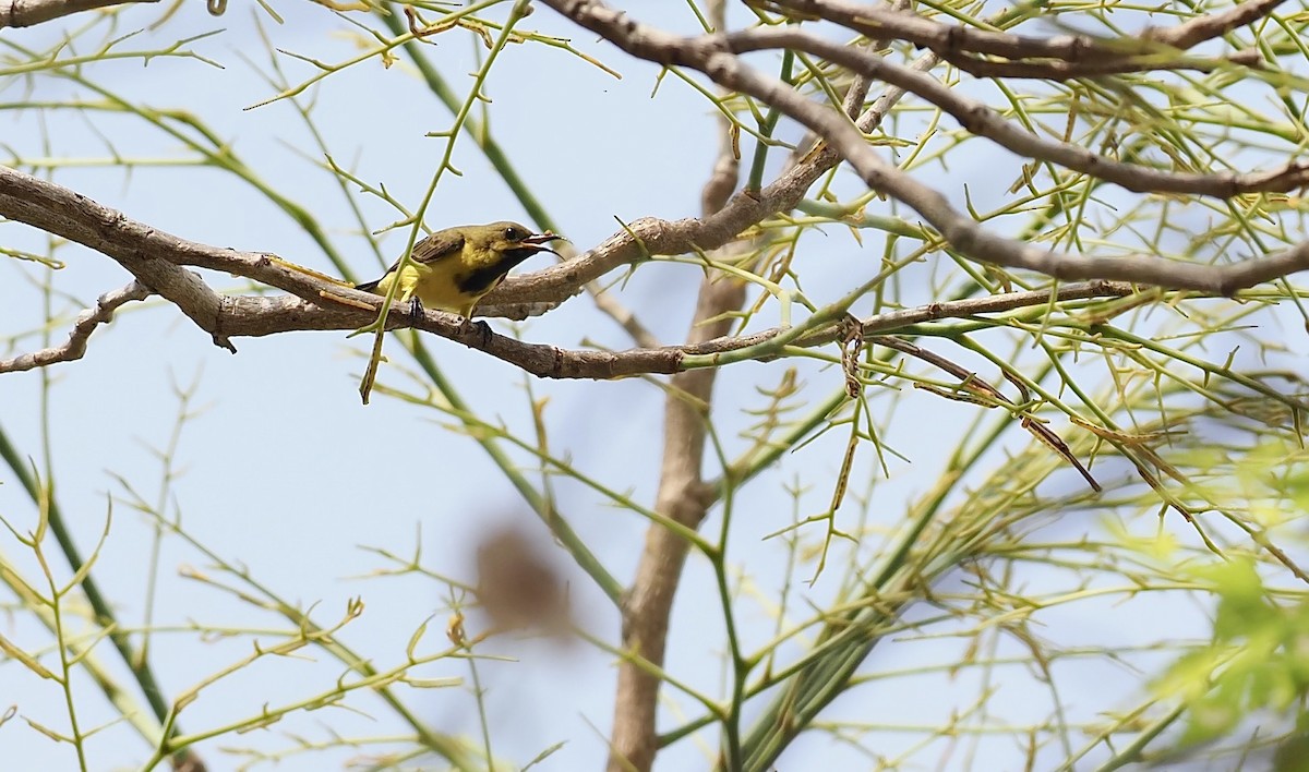 Ornate Sunbird - 芳色 林