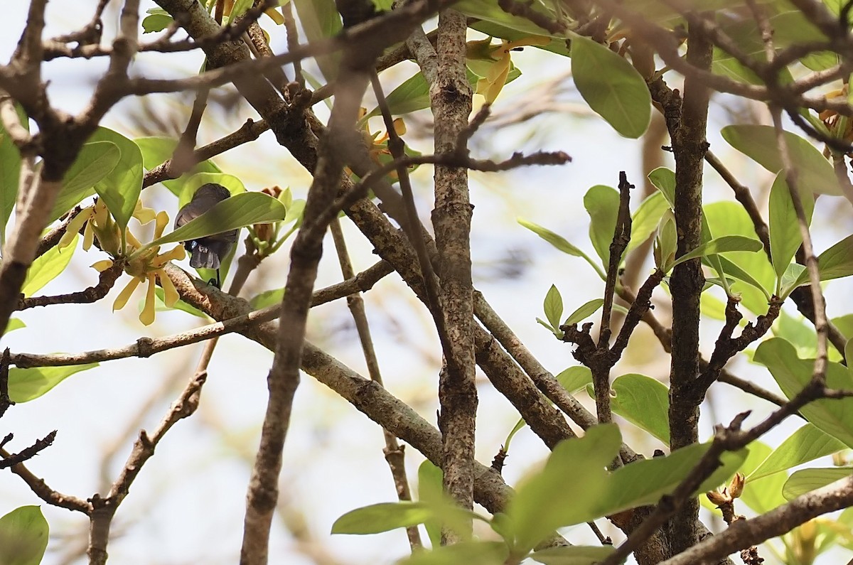 Purple Sunbird - 芳色 林